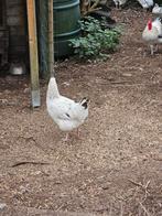 Susex kippen te koop aangeboden