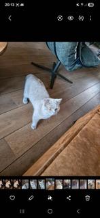 2 lieve britse kortharen 1 jaar, Dieren en Toebehoren, Poes, Ontwormd, 0 tot 2 jaar