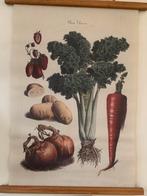 Vintage Wandposter Groenten voor Keuken/Eetkamer, Ophalen of Verzenden, Zo goed als nieuw, Foto of Poster, Minder dan 50 cm