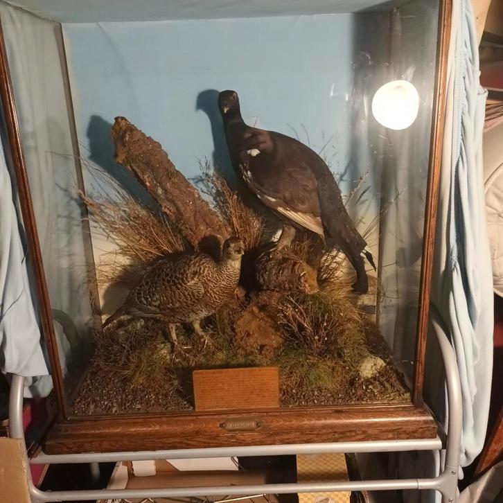VICTORIAANSE VITRINE MET EEN KOPPEL GROUSE UIT ACHINDUICH, Verzamelen, Dierenverzamelingen, Gebruikt, Opgezet dier, Vogel, Ophalen