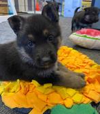 Duitse herder pups, 8 tot 15 weken, Meerdere, Meerdere dieren, Herder