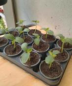Te koop komkommer planten, Tuin en Terras, Ophalen, Zomer, Volle zon