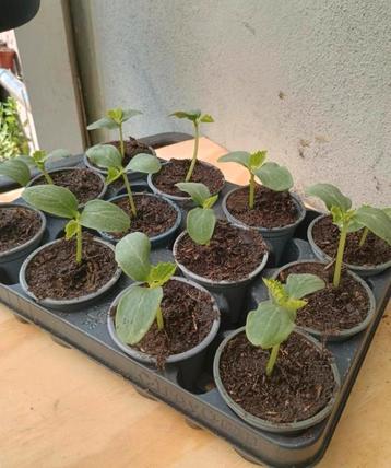 Te koop komkommer planten  beschikbaar voor biedingen