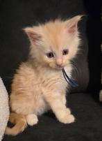 2 hele mooie mainecoon kattertjes met stamboom, Dieren en Toebehoren, Kater, Gechipt, 0 tot 2 jaar