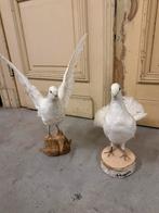 2 witte duiven, Verzamelen, Dierenverzamelingen, Ophalen of Verzenden, Zo goed als nieuw, Vogel, Beeldje of Figuurtje