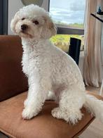 Super lieve dwergpoedel zoekt een nieuw liefdevol huisje, Poedel, Teef, Parvo, Eén hond