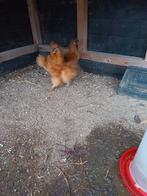 Zijdehoen haantje gratis af te halen., Dieren en Toebehoren, Pluimvee, Mannelijk, Kip