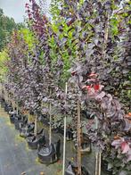 Prunus cerasifera 'nigra' te koop!, Halfschaduw, Overige soorten, Lente, 250 tot 400 cm