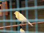 gele  kanaries., Dieren en Toebehoren, Vogels | Kanaries, Mannelijk, Kleurkanarie