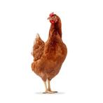 Legkippen leghennen, Dieren en Toebehoren, Pluimvee, Vrouwelijk, Kip