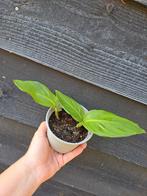 Canna Brasiliensis, Tuin en Terras, Planten | Tuinplanten, Ophalen of Verzenden, Overige soorten, Volle zon