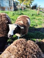 Bonte dekram te koop, Dieren en Toebehoren, Schapen, Geiten en Varkens, Mannelijk, Schaap, 0 tot 2 jaar