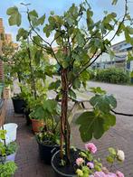 Vijgenboom Peretta Two Timer 5 jaar oud 2 meter, Ophalen, Lente, Volle zon, In pot