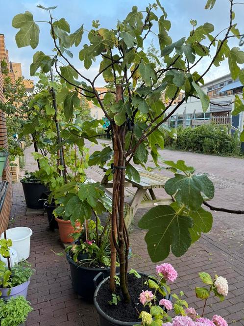 Vijgenboom Peretta Two Timer 5 jaar oud 2 meter, Tuin en Terras, Planten | Fruitbomen, Vijgenboom, 100 tot 250 cm, Volle zon, Lente