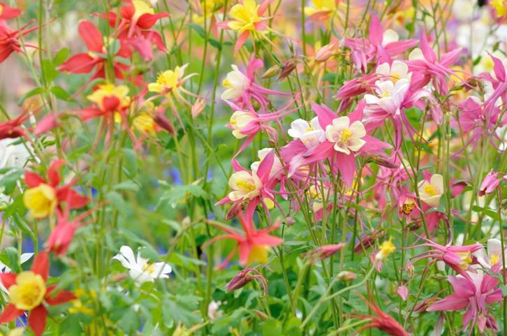 Akelei gemengd, Tuin en Terras, Planten | Tuinplanten, Vaste plant, Overige soorten, Volle zon, Zomer, Ophalen