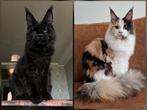 Mooie Maine coon kittens met stamboom 🎀, Kater, Gechipt, 0 tot 2 jaar