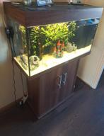 Complete aquarium te koop, Dieren en Toebehoren, Vissen | Aquaria en Toebehoren, Ophalen, Zo goed als nieuw, Gevuld zoetwateraquarium
