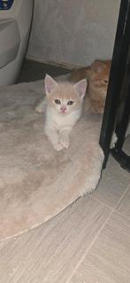 1 lieve kittens kruizing pers, Dieren en Toebehoren, Meerdere dieren