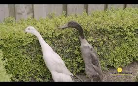 Jong koppeltje indische loopeenden, Dieren en Toebehoren, Pluimvee, Eend, Meerdere dieren