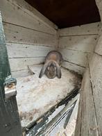 Franse hangoor konijnen (man) tekoop!, Dieren en Toebehoren, Mannelijk, Groot, Hangoor, 0 tot 2 jaar
