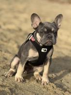 Laatste franse bulldog teefje pup, Dieren en Toebehoren, Honden | Bulldogs, Pinschers en Molossers, Particulier, 15 weken tot 1 jaar