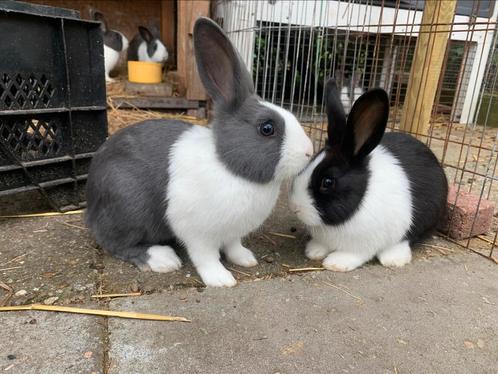 Lieve Hollander konijntjes blauw! rammetjes en voedsters, Dieren en Toebehoren, Konijnen, Middelgroot, Meerdere dieren, 0 tot 2 jaar