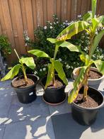 Jonge bananenboom/plant (Musa) 3 stuks, Tuin en Terras, Planten | Fruitbomen, Ophalen, Minder dan 100 cm, Overige soorten, Volle zon