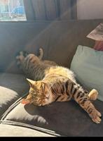 Gouden mandje gezocht voor Willem en Meisje, Dieren en Toebehoren, Katten en Kittens | Overige Katten, Meerdere dieren, Kortharig