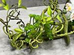 Decoratie toef succulenten/orchidee, Ophalen of Verzenden, Nieuw