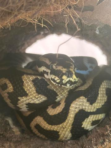 Hybrid (tapijt/ball) beschikbaar voor biedingen