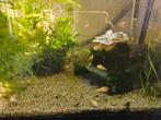 Jonge albino corydora, Vis