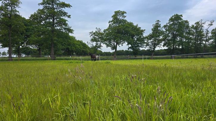 Hooi, Dieren en Toebehoren, Dierenvoeding, Ophalen of Verzenden