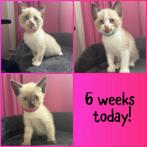 Prachtige siamees kittens, Dieren en Toebehoren, Meerdere dieren, Gechipt, 0 tot 2 jaar