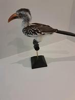 opgezette vogel, Verzamelen, Dierenverzamelingen, Ophalen of Verzenden, Zo goed als nieuw, Vogel, Opgezet dier
