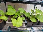 Pompoen planten, sierkalebas, reuzepompoen, Tuin en Terras, Planten | Tuinplanten, Ophalen, Zomer, Volle zon