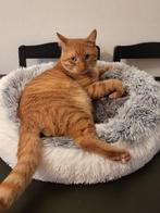 kat, Dieren en Toebehoren, Katten en Kittens | Raskatten | Korthaar, Kater, Ontwormd, 0 tot 2 jaar
