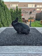 Kleurdwerg zwarte voedster, Dieren en Toebehoren, Vrouwelijk, Dwerg