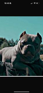 Lieve Amerikaanse Pocket Bully te koop, Rabiës (hondsdolheid), Overige rassen, Teef, Eén hond