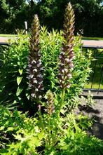 Acanthus hungaricus  Hongaarse Berenklauw, Volle zon, Vaste plant, Zomer, Ophalen