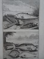 2 etsen tropische vissen nr 6 tonijn, Indonesië Elliger 1724, Antiek en Kunst, Kunst | Etsen en Gravures, Verzenden