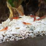 Zoetwater Aquarium Garnalen, shrimp, Dieren en Toebehoren, Vissen | Aquariumvissen, Kreeft, Krab of Garnaal