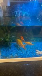 Leuke aquarium met 3 goudvissen, Dieren en Toebehoren, Vissen | Aquaria en Toebehoren, Ophalen, Gevuld zoetwateraquarium
