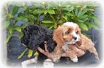 Cockapoo pups, Dieren en Toebehoren, België, Rabiës (hondsdolheid), Overige rassen, 8 tot 15 weken