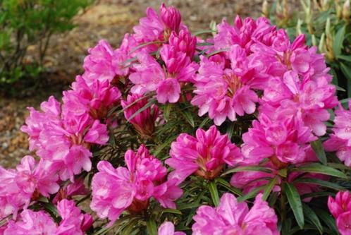 Rhododendron en Azalea, Tuin en Terras, Planten | Struiken en Hagen, Rhododendron, Minder dan 100 cm, Ophalen