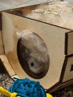 Chinese Dwerghamster + hamsterscape en alle toebehoren, Dieren en Toebehoren, Knaagdieren, December, Vrouwelijk, Hamster