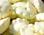 Courgette Disco, Ophalen of Verzenden, Voorjaar, Volle zon, Zaad