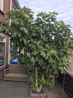 Vijgenboom, Ophalen