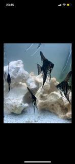 Zwarte en grijze maanvissen laatste 5 voor 20,-!, Vis