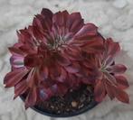 Aeonium Zwartkin, Vetplant, Ophalen of Verzenden, Minder dan 100 cm, Volle zon