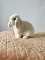 Miniloptjes beschikbaar, Dieren en Toebehoren, Konijnen, Meerdere dieren, Dwerg, Hangoor, 0 tot 2 jaar